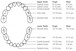 eruption of baby teeth chart